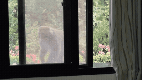 獼猴吃完蛋就順手關窗。（圖／TVBS）