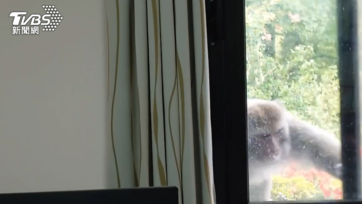 獼猴還把窗戶關上。（圖／TVBS）