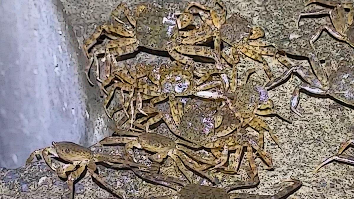 振奮!新北碧潭堰「毛蟹大軍再現」 水質改善重要指標
