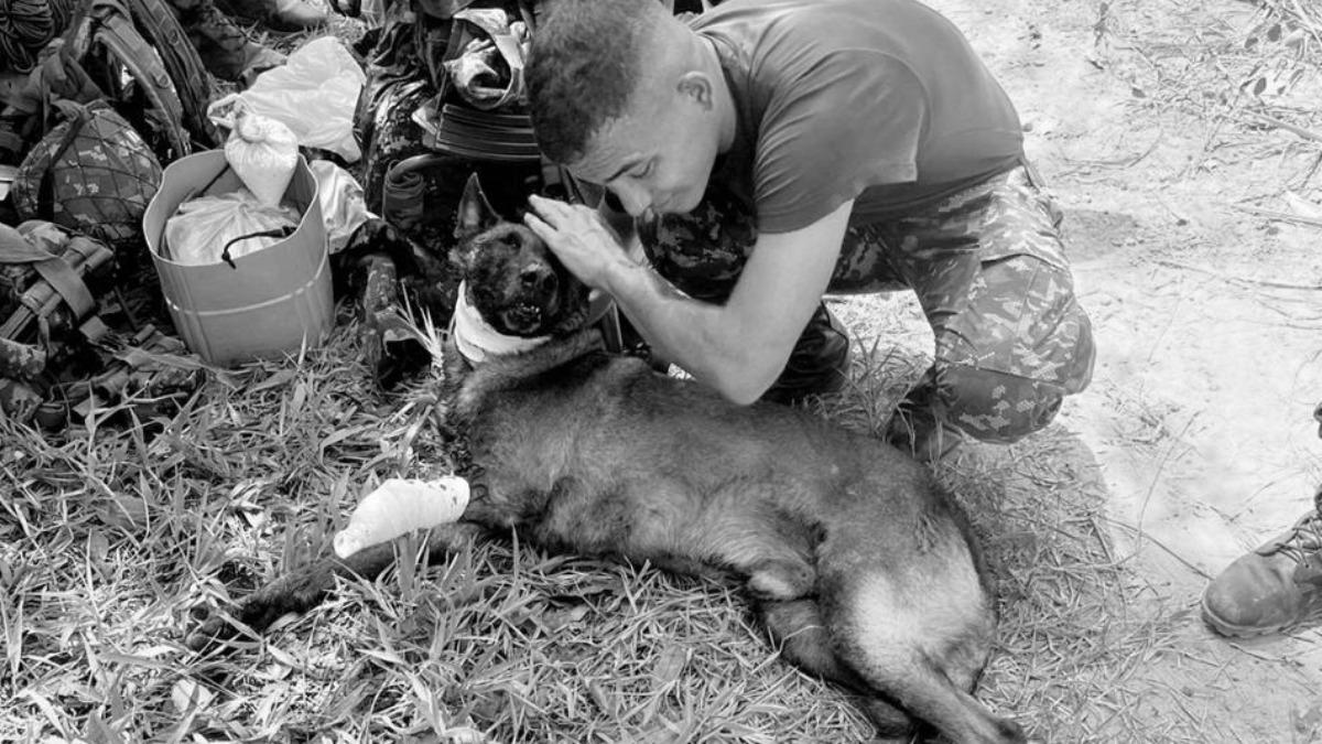 拯救無數生命！英雄偵爆犬「觸雷」斷腿　搶救一週殉職