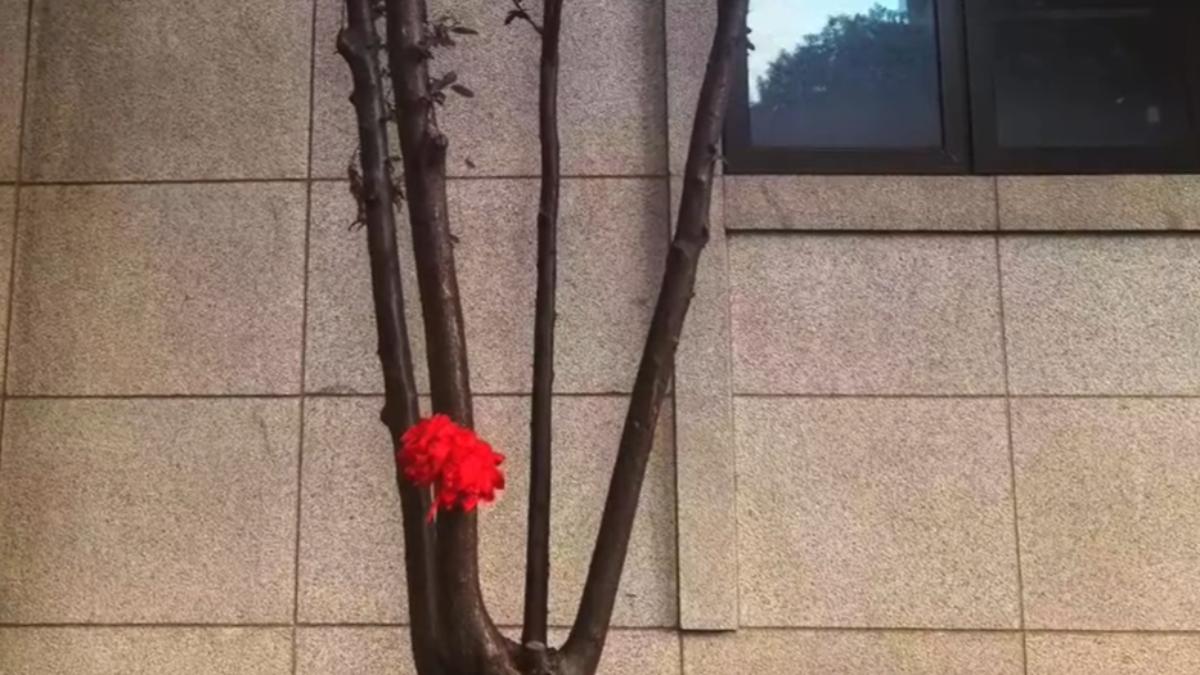 事發後全家人為感謝大樹「救命之恩」,特地為樹繫上紅繩。(圖/翻攝微博@新京報)