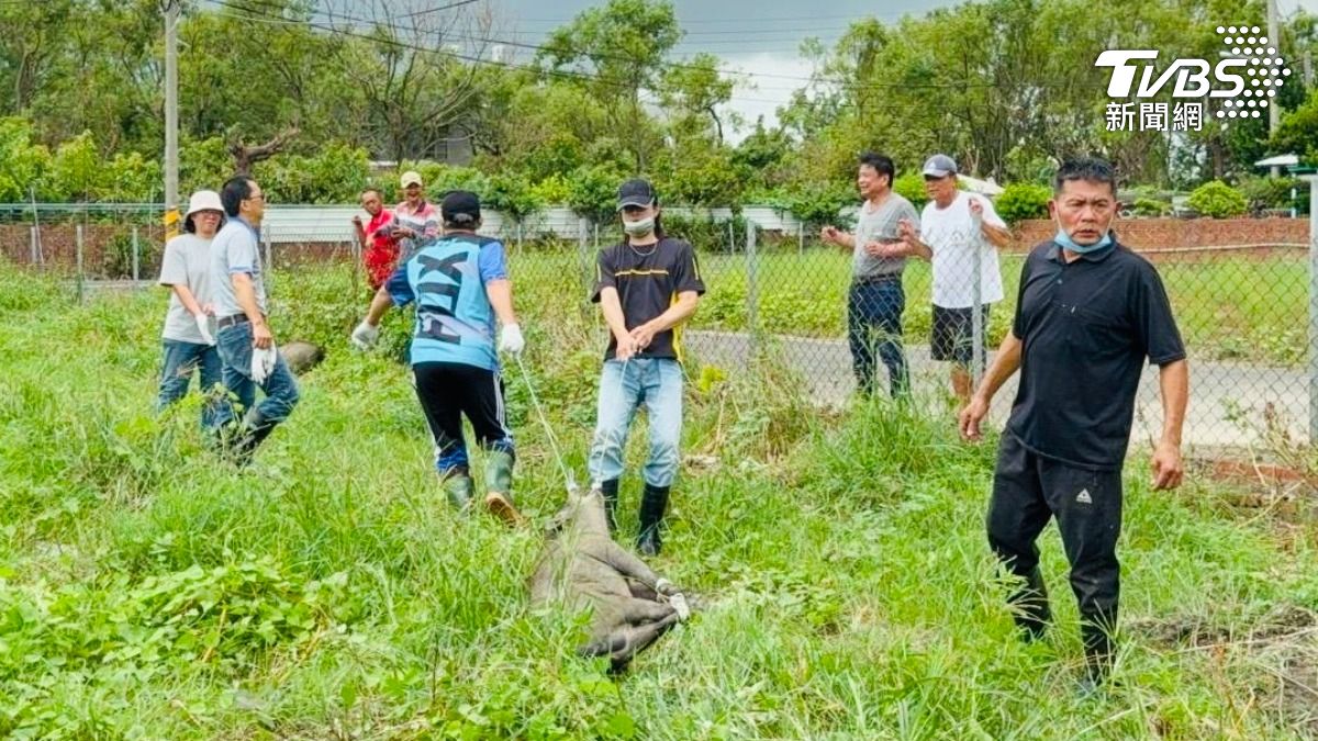 一戶人家的圍牆被強風吹倒，導致兩頭山豬趁機逃跑，一周後被動保團隊圍捕。（圖／TVBS）