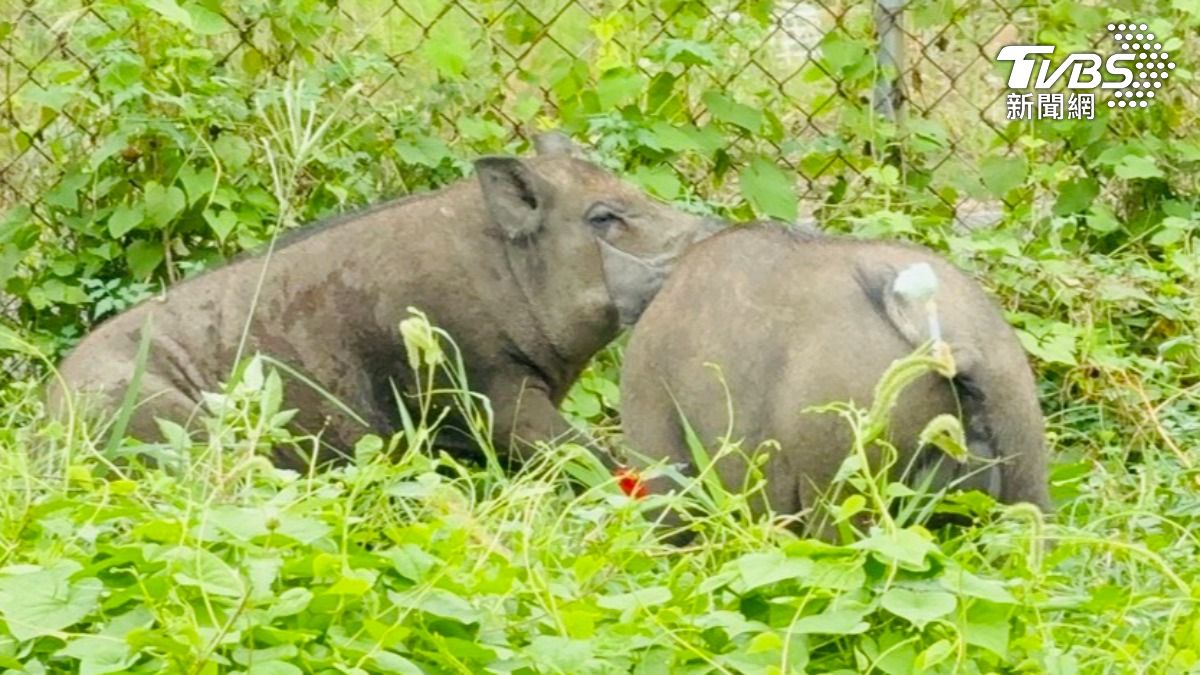 動物保護法規定飼主若任意讓動物逃跑，可能面臨最高一萬五千元的罰款。（圖／TVBS）