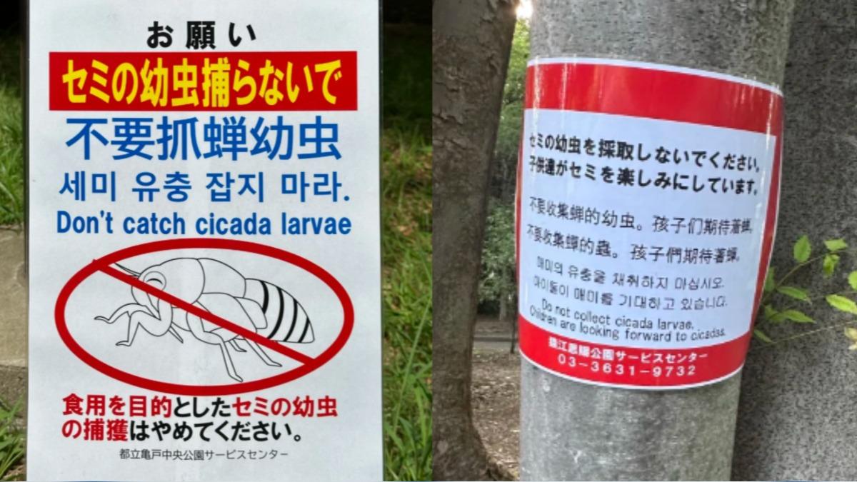日本多個公園在夏季張貼告示，呼籲民眾不要抓蟬的幼蟲。（圖／翻攝自小紅書＠野采训练家、華子の東京日記）