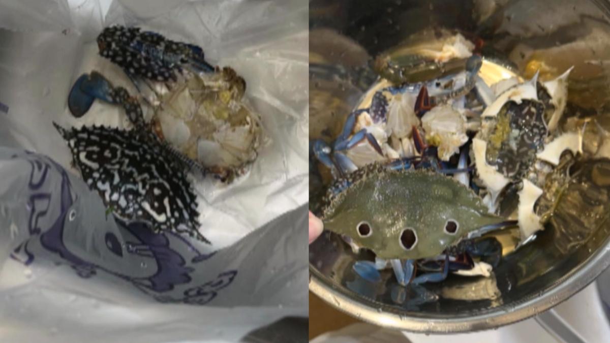 民眾購買回家後，卻發現其中一隻螃蟹已經死亡多時且散發惡臭，腳還斷了一半，另外一隻則是價格較低的三點蟹。（圖／翻攝Threads_misha_mico）