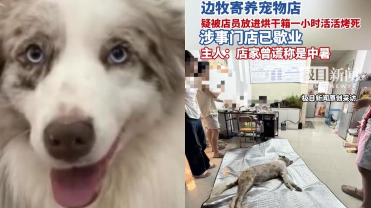 中國大陸-寵物店-活活烤死-狗狗