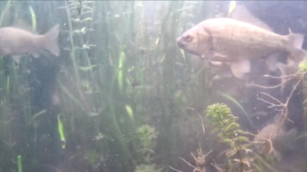 大陸利用5G與AI技術,研發「魚臉辨識」系統,可辨別魚種。(圖/中新社)
