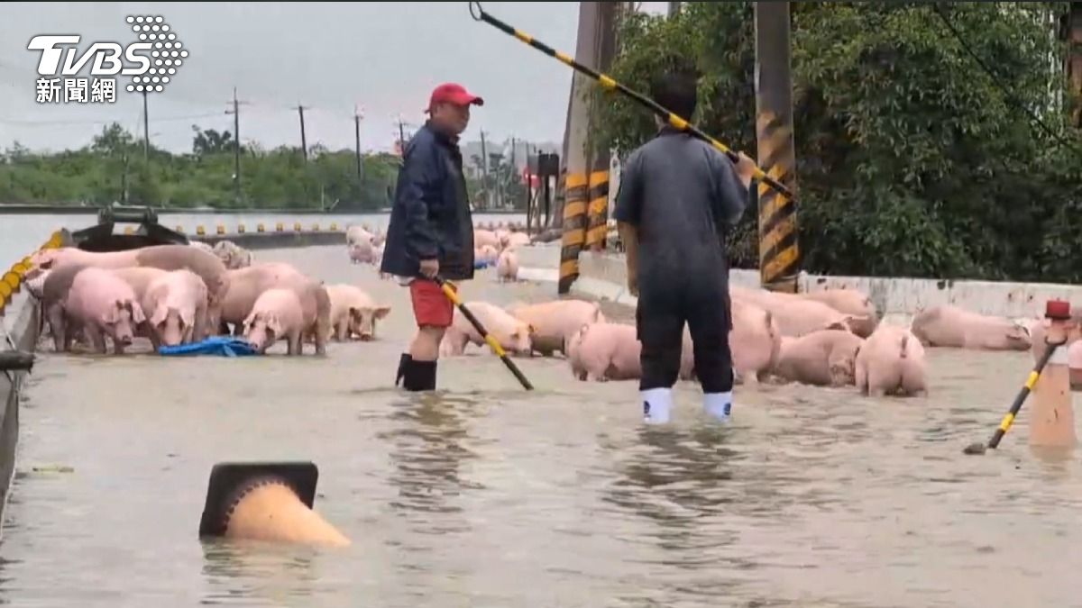 中南部暴雨上千豬隻暴斃「沒豬賣」 全台肉品市場13日休市