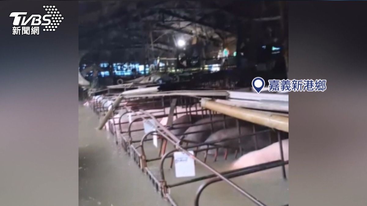 養豬場變水池!百頭豬慘淹只露頭。(圖/民眾提供)