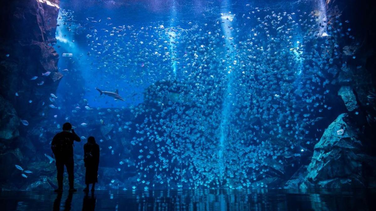 「Xpark」是北台灣最大的水族館。(圖/Xpark提供)