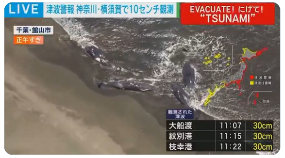俄羅斯地震-俄羅斯強震-抹香鯨擱淺-日本海嘯-日本氣象廳