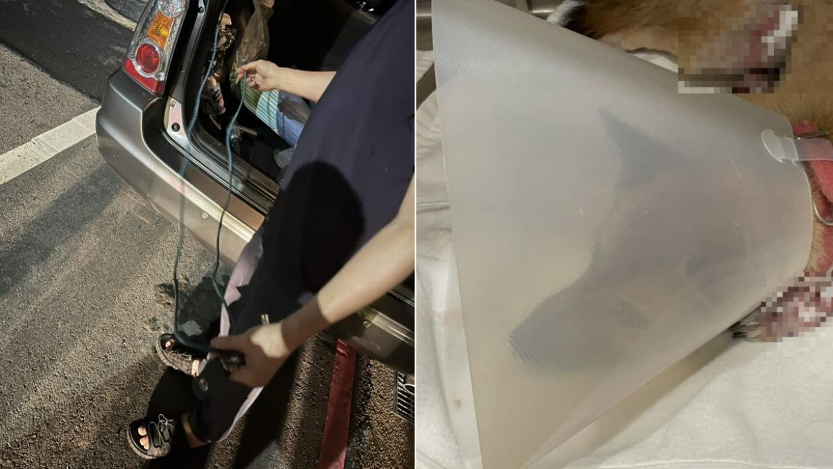小黃犬遭拖行,全身都是嚴重擦傷。(圖/新北市動保處提供)