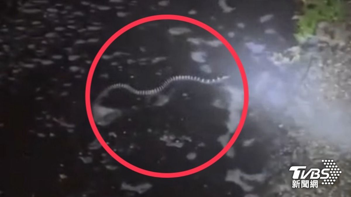 獨/車洗一半「雨傘節」蛇出來 台南女水槍死命噴驚嚇畫面曝