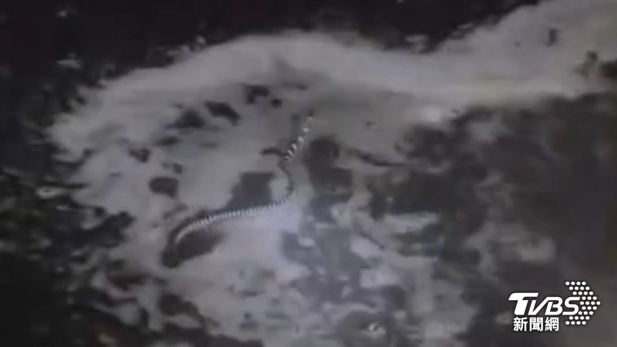 眾人立刻拿起水槍驅趕蛇。(圖/TVBS)