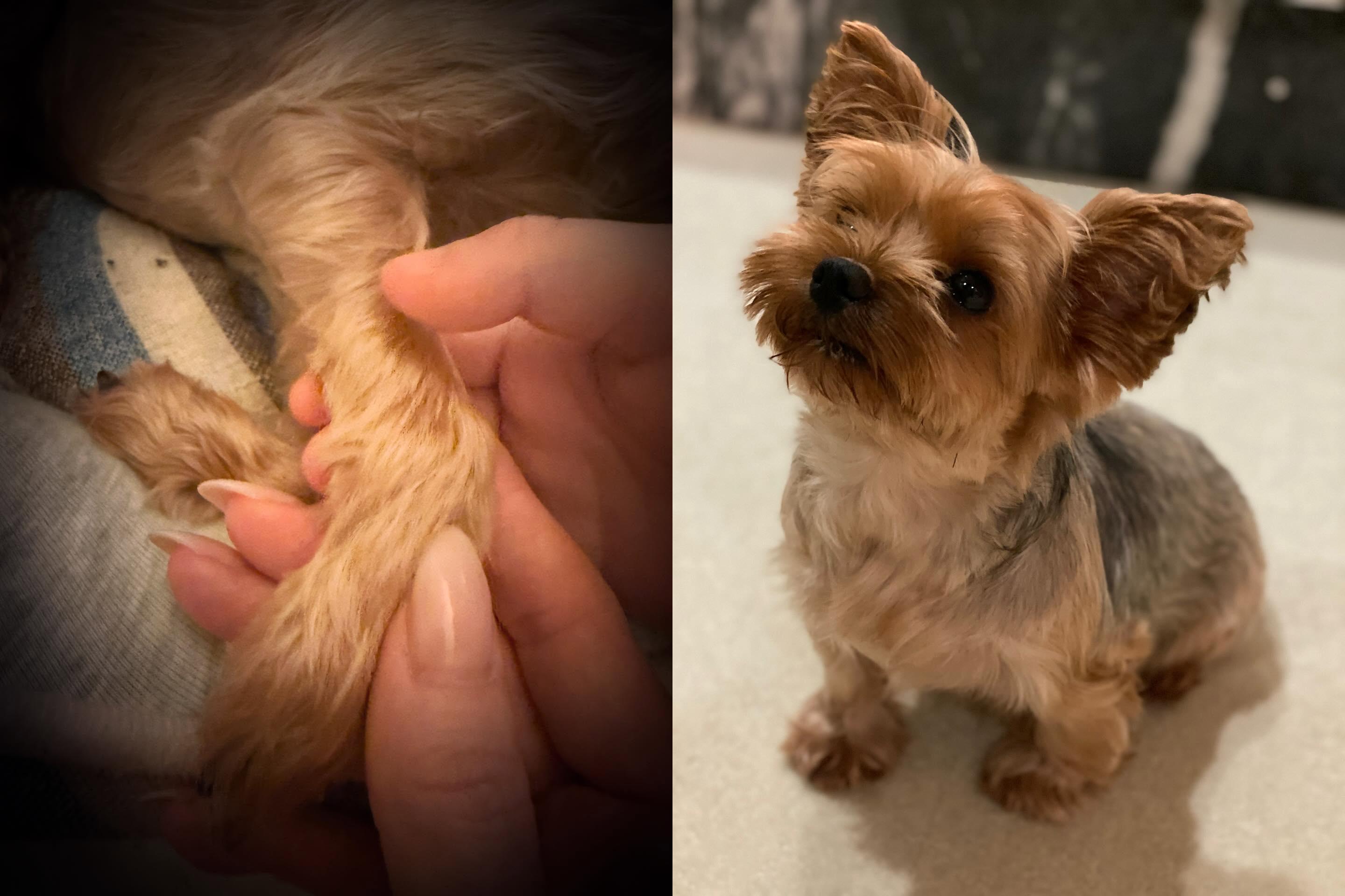 濱崎步昨天IG分享自己的愛犬OREO過世。(圖/翻攝自濱崎步IG)