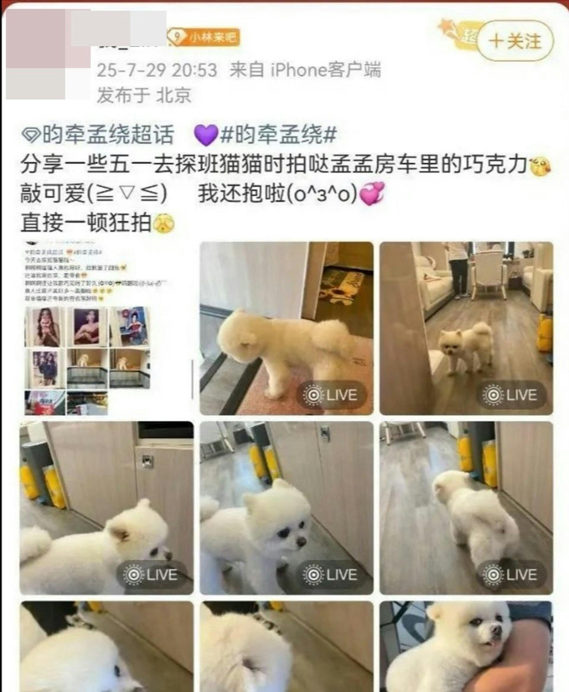 網友進入孟子義的房車並拍下她的愛犬。(圖/翻攝自微博)