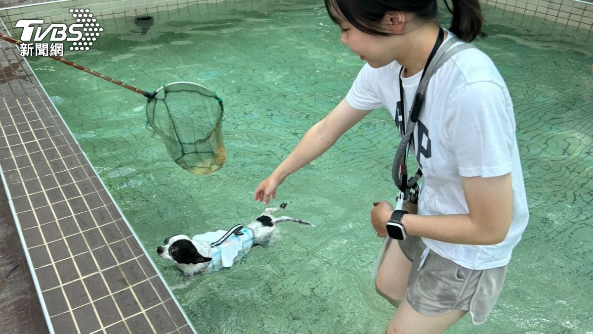 全台首座寵物戲水池今8/1正式啟用(圖/桃園市動保處)