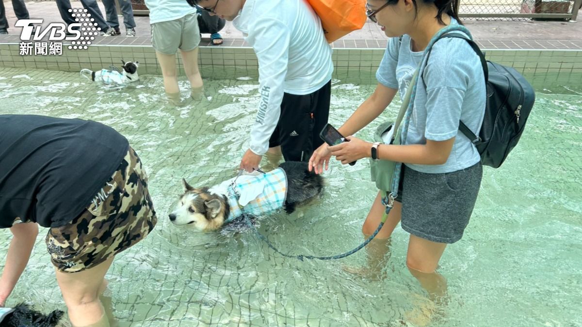 全台首座寵物戲水池今8/1正式啟用(圖/桃園市動保處)