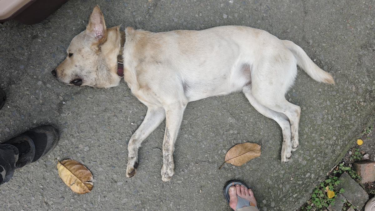 龜殼花及雨傘節入侵,造成2隻狗狗死亡、3隻狗狗被咬傷。(圖/民進黨台中市議員李天生提供)