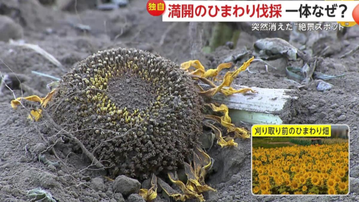 日本向日葵花田爆紅！大量遊客湧入擾民　花農無奈「一夜砍光」