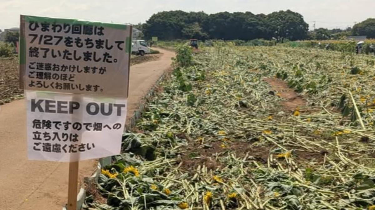 向日葵走廊提早結束。(圖/翻攝自IG@orido.farmony)