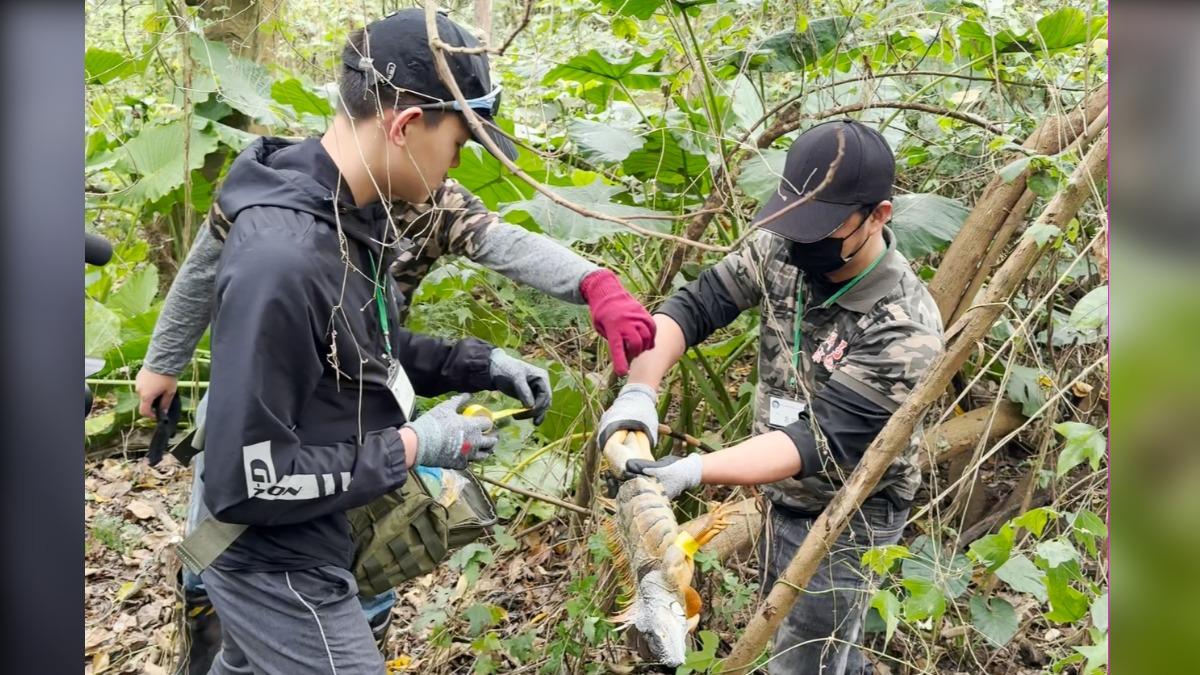 綠鬣蜥因為棄養而在國內大量繁衍擴散,移除工作成長時間鏖戰。(圖/林保署)