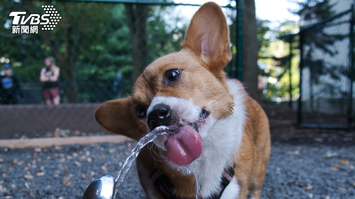 狗狗的每日飲水量應依據體重和活動量來計算。(示意圖/shutterstock達志影像)