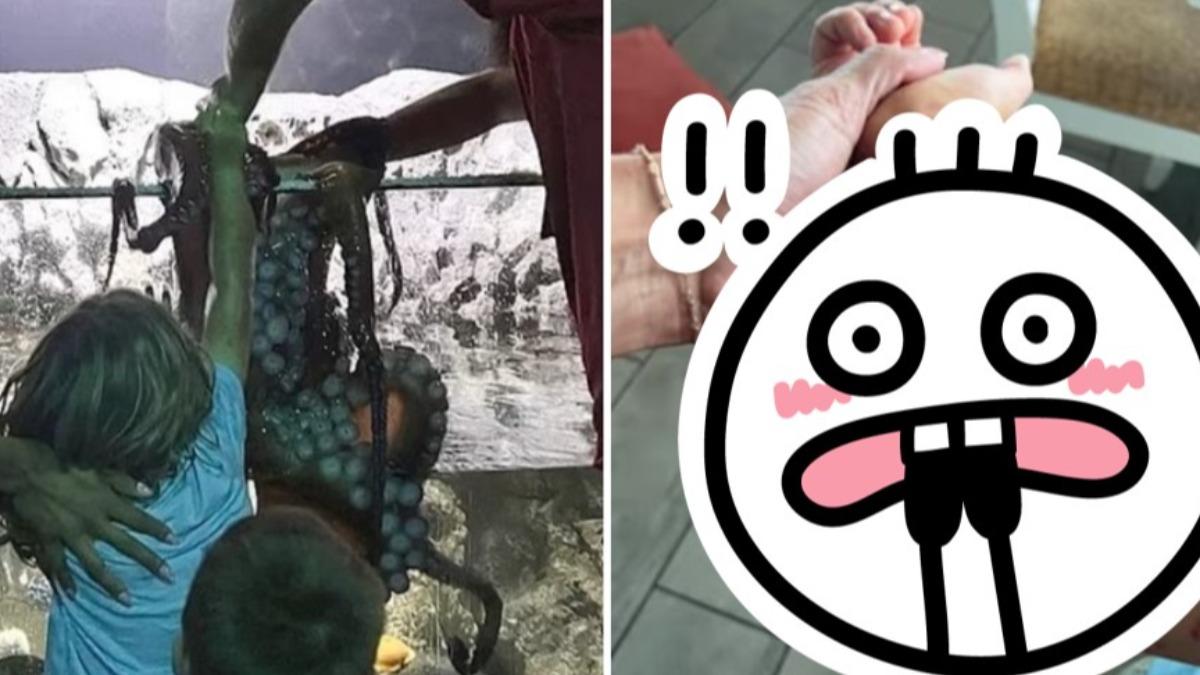 章魚襲擊6歲童!手臂布滿「吸盤瘀傷」 母揭美水族館離譜行徑