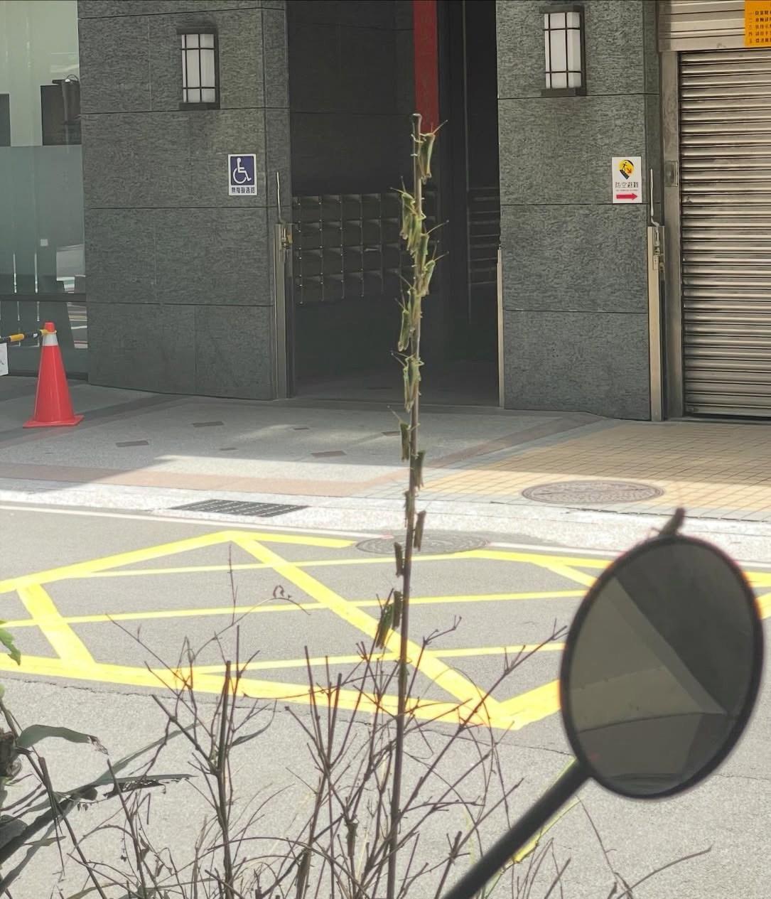 蝗蟲,新北蝗蟲,台北蝗蟲,蚱蜢,新北蚱蜢,台北蚱蜢,板橋蝗蟲,中和蝗蟲,永和蝗蟲,新莊蝗蟲,板橋蚱蜢,中和蚱蜢