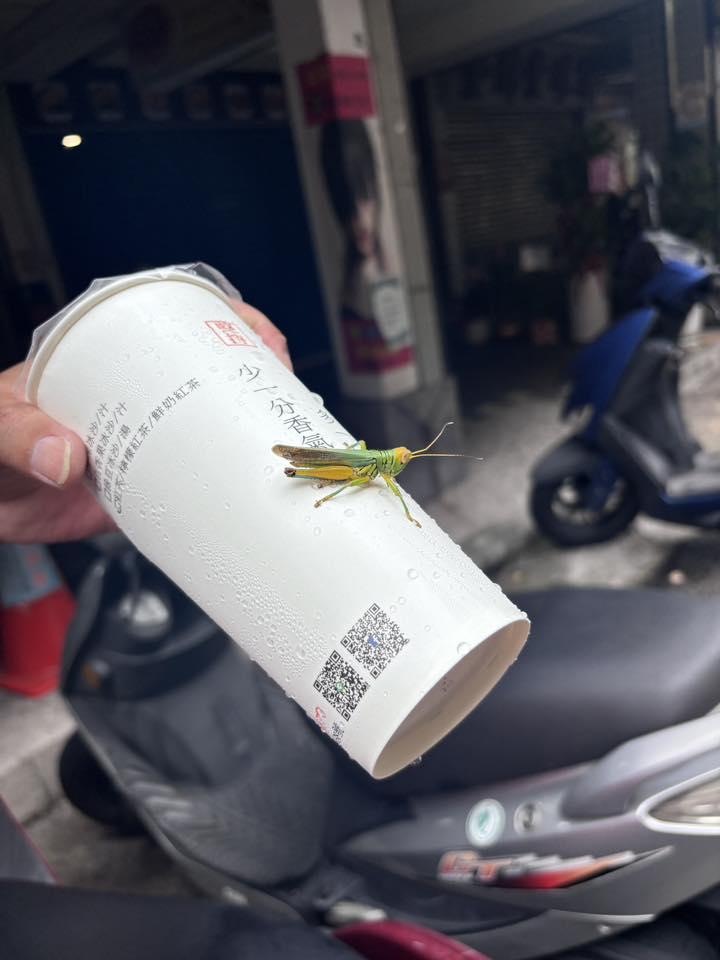 蝗蟲,新北蝗蟲,台北蝗蟲,蚱蜢,新北蚱蜢,台北蚱蜢,板橋蝗蟲,中和蝗蟲,永和蝗蟲,新莊蝗蟲,板橋蚱蜢,中和蚱蜢