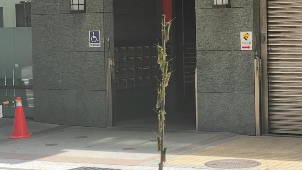 新北「蝗蟲潮」入侵!集體猛飛竄逃 捷運、公車全都有