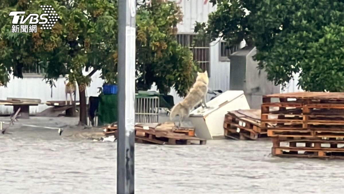 台東金崙溪潰堤！民宅道路全淹成汪洋　白狗站木板遭泥流圍困