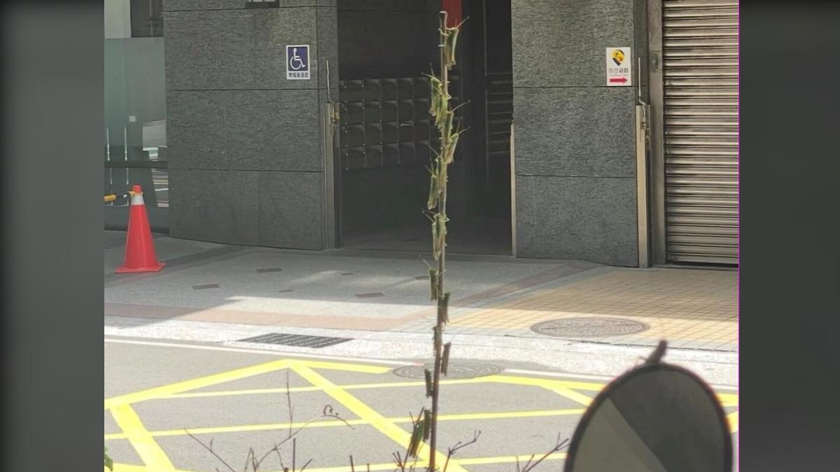 有民眾在新北一次看到將近20隻的蝗蟲。（圖／FB路上觀察學院）
