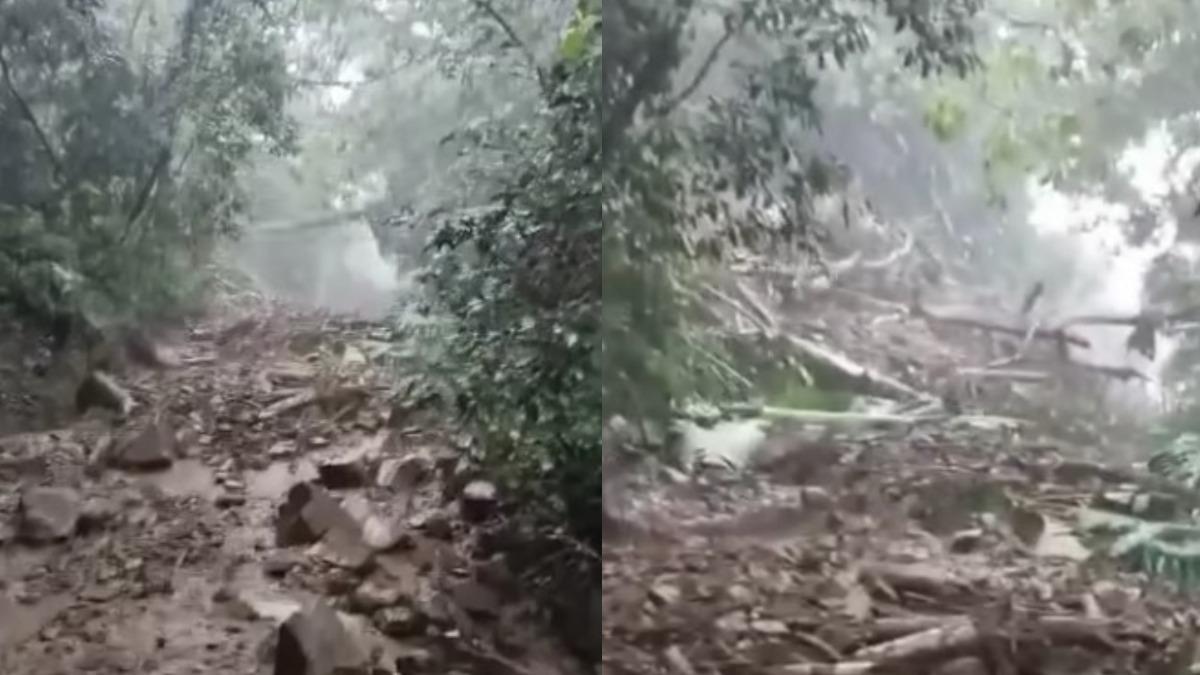 阿里山豪雨遇土石流！修路一半「樹木狂倒」　恐怖64秒瘋傳