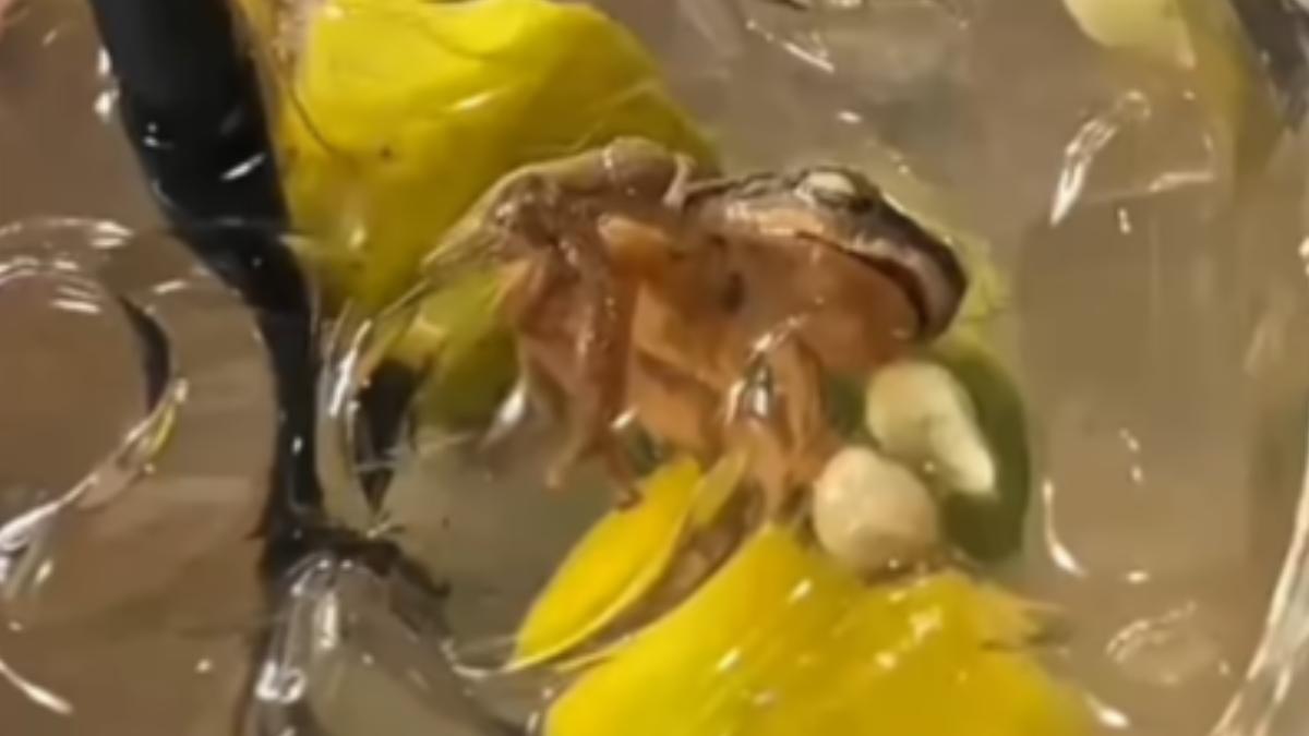 以為是酸梅!她點青檸酸梅冰 喝一半突見「整隻青蛙」嚇爆反胃