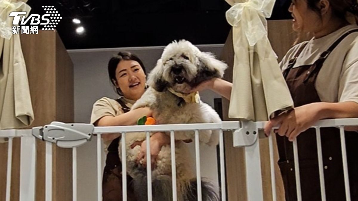 大型犬也可享接送服務。(圖/TVBS)