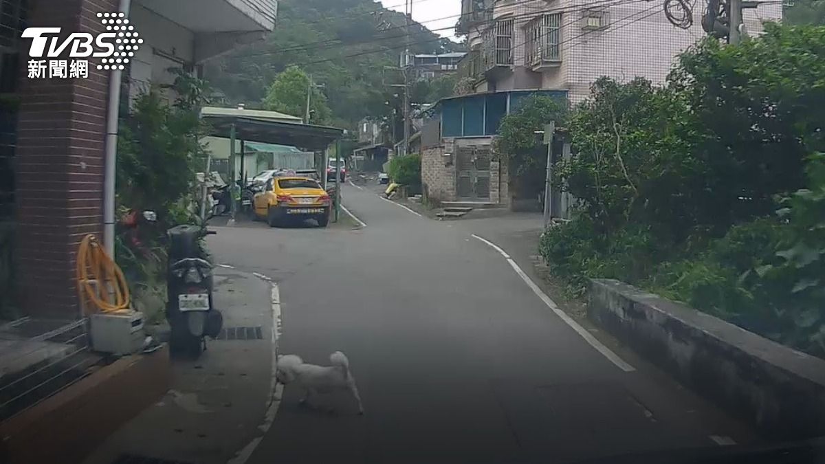 汐止男放任愛犬溜搭遭輾斃 他跟駕駛各吞1.5萬罰單