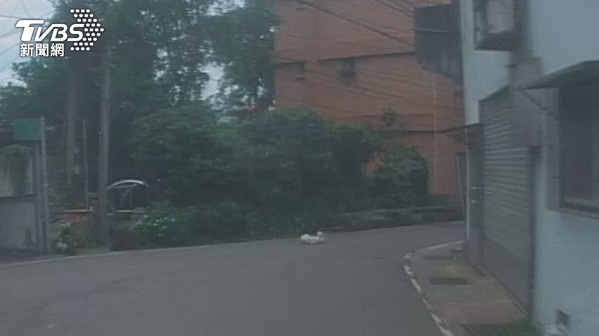 飼主放任愛犬上街遭輾斃與肇事駕駛遭重罰。(圖/新北市動保處)