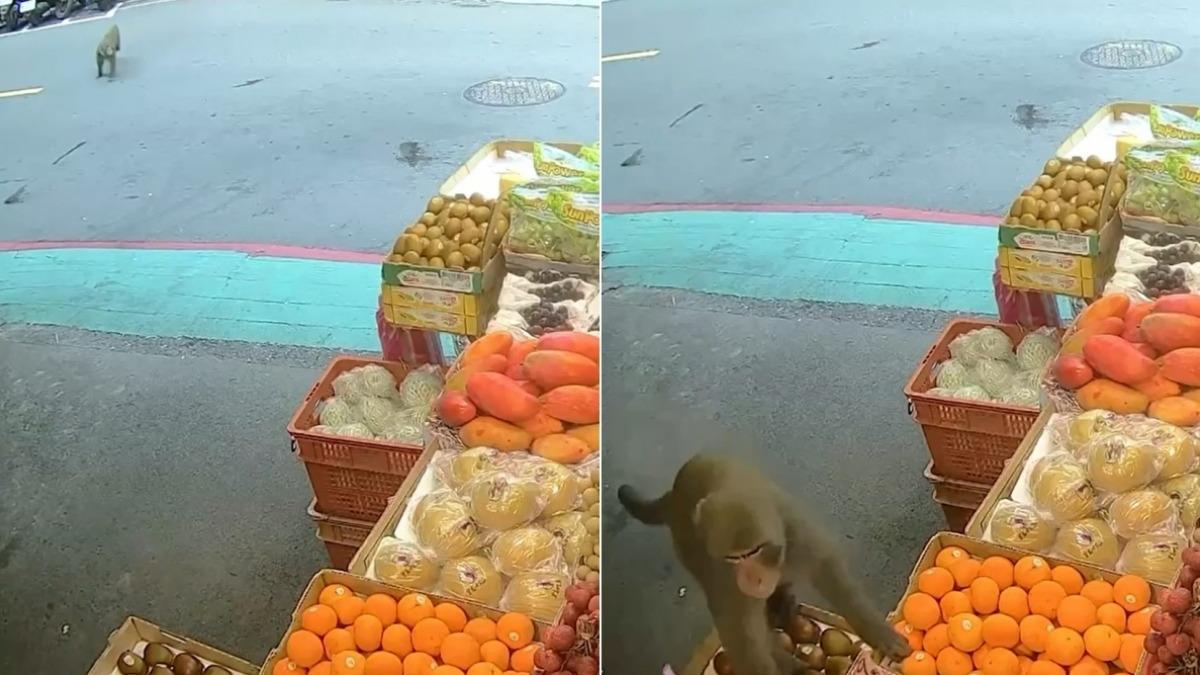 猴子穿越馬路後跳上水果攤。(圖/民眾提供)