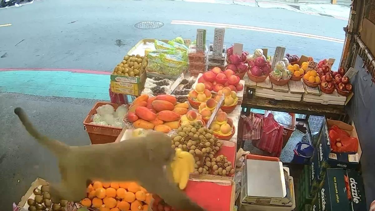 猴子穿越馬路後跳上水果攤偷走一串香蕉。(圖/民眾提供)