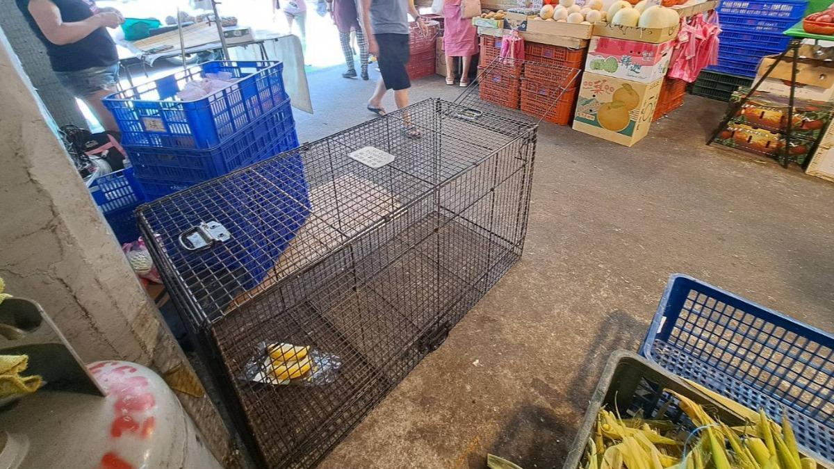 攤商有放置陷阱抓捕猴仔。(圖/民眾提供)