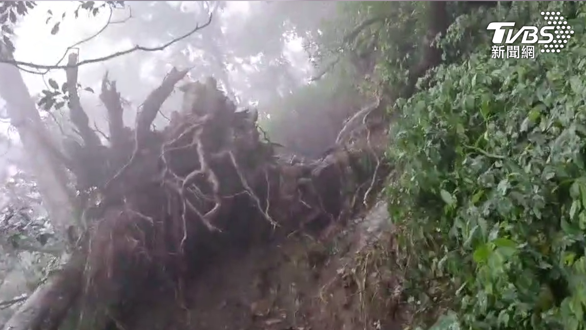 北大武山步道遭豪雨重創　路基崩塌成懸崖　大樹連根拔起（圖／TVBS）