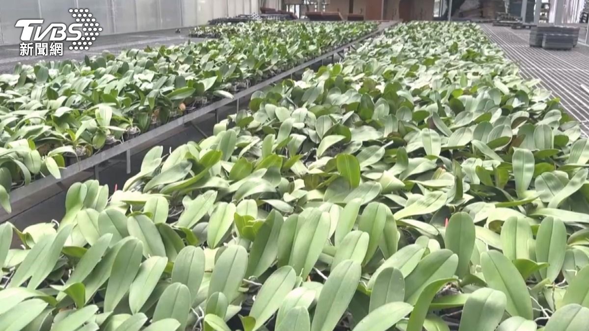 美祭20％關稅重創台蘭花！每株少賺4毛美元　業者：訂單已減15％（圖／TVBS）