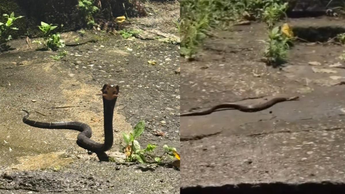基隆獅球嶺大量蛇隻出沒 眼鏡蛇捕食青蛙畫面曝