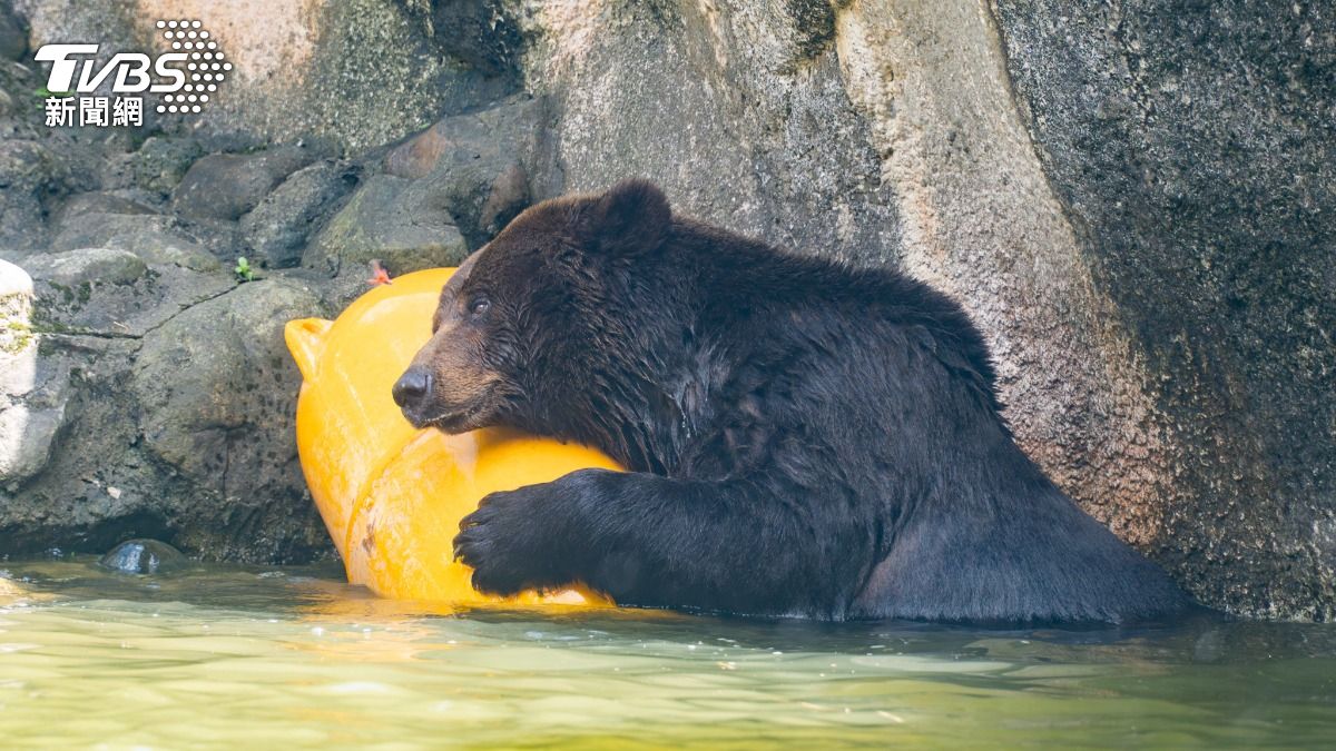 棕熊「小喬」病情再起！北市動物園研判腫瘤復發：評估安寧照護