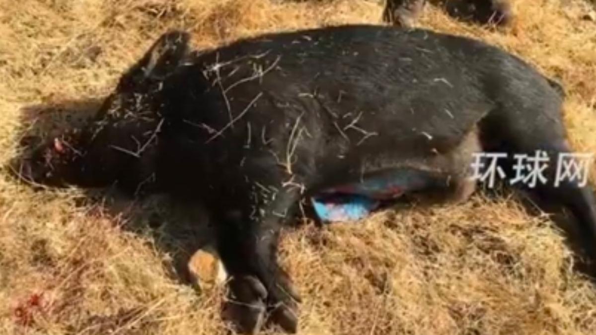 美國加州驚見「阿凡達色野豬肉」!當局揭原因 警告:不要食用