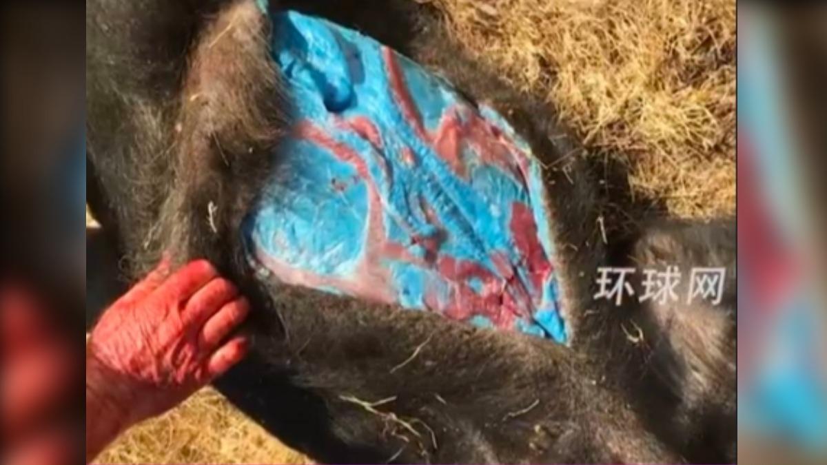 該野豬肉色被戲稱為「阿凡達色」。(圖/翻攝自微博)