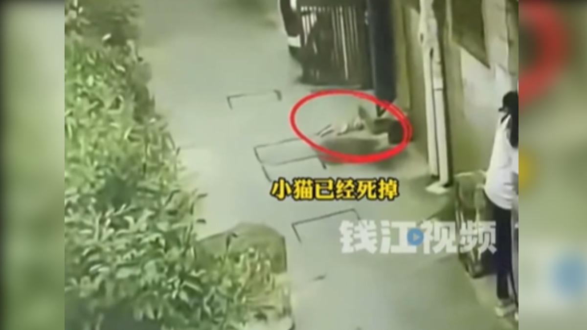 貓咪被追殺致死。(圖/翻攝自微博)