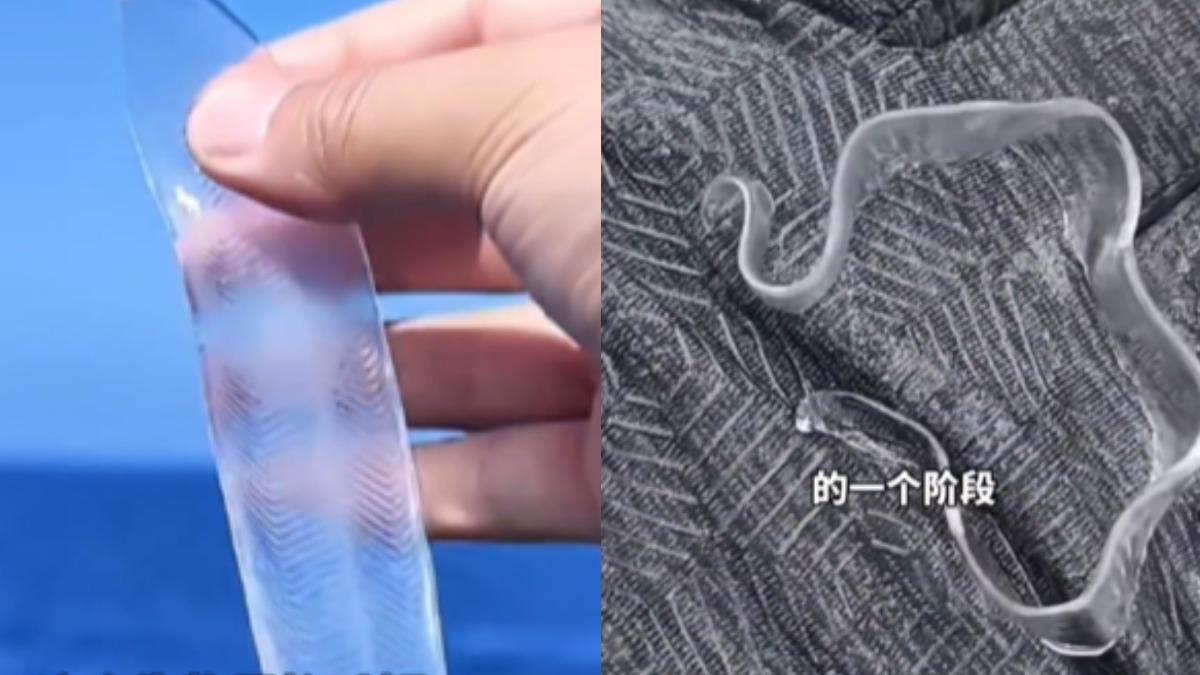 出海捕獲會動塑膠片!網驚呼「海中寬粉」 真相曝竟是這生物