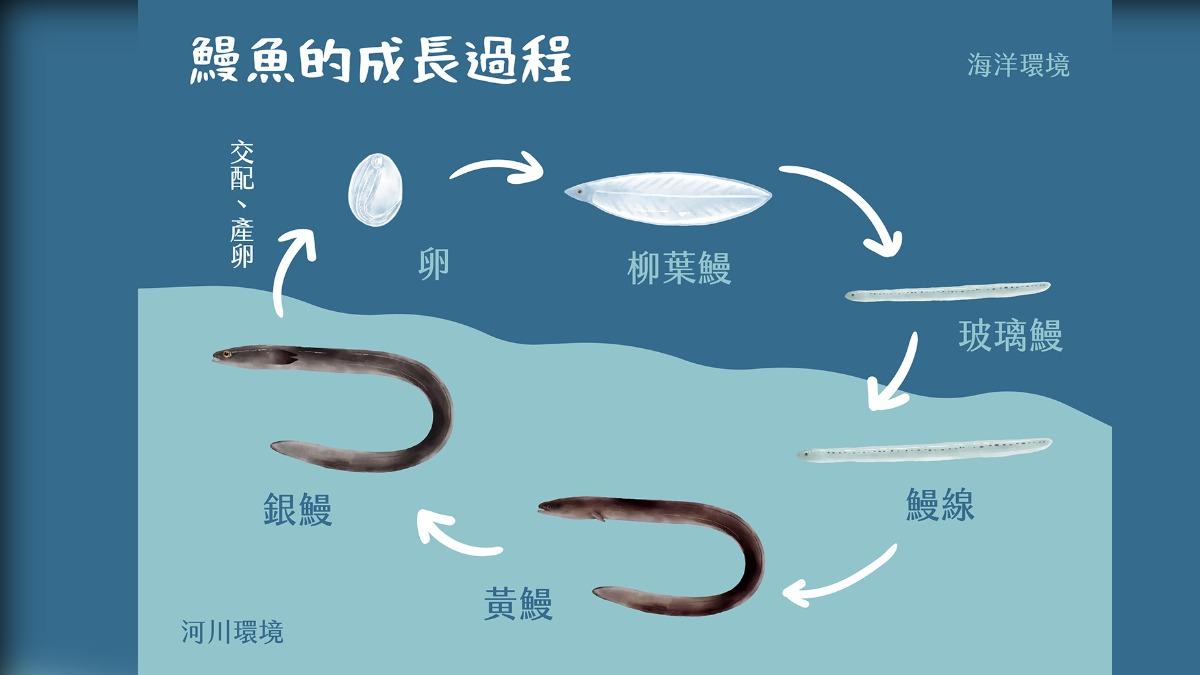 鰻魚的成長過程。(圖/食農教育資訊整合平臺)